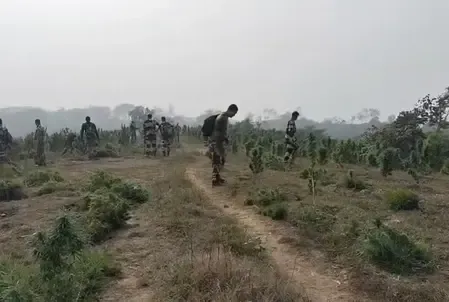 त्रिपुरा में सुरक्षा बलों ने 108 करोड़ रुपए के गांजे के पौधे किए नष्ट