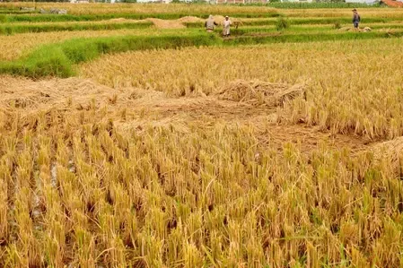 Tamil Nadu Appoints 127 Agricultural Officers in Coimbatore to Enhance Farming Services