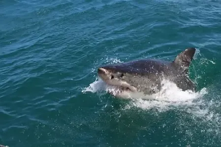Is a 12-Year-Old Boy in Critical Condition After a Shark Bite at Sydney Harbour Beach?