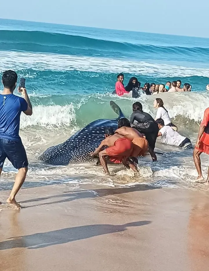 Was a 13-foot whale shark rescued in Kollam during Kerala's 50th coastal rescue operation?