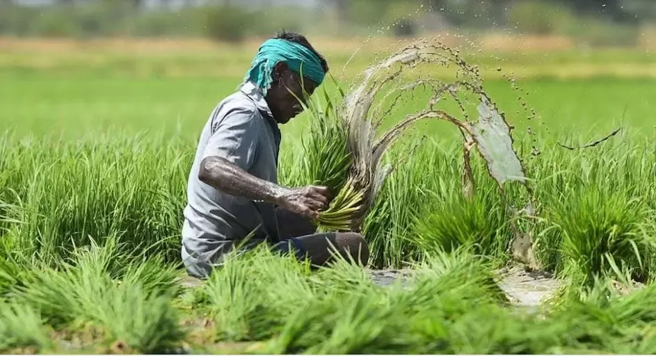 1,428.26 Lakh Farmers Benefiting from PM Fasal Bima Yojana: Government Report