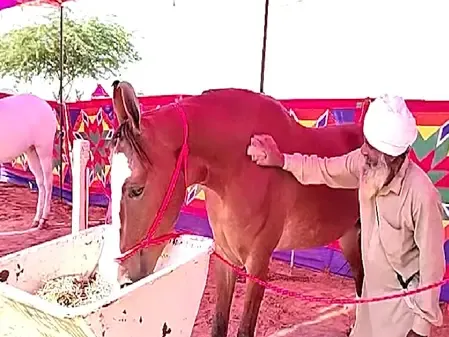 क्या 1 करोड़ की 'नगीना' बनी अंतरराष्ट्रीय पुष्कर मेले का आकर्षण?