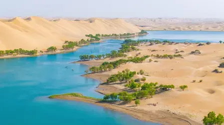 चीन के शिनच्यांग में वन रोपण में बढ़ोतरी