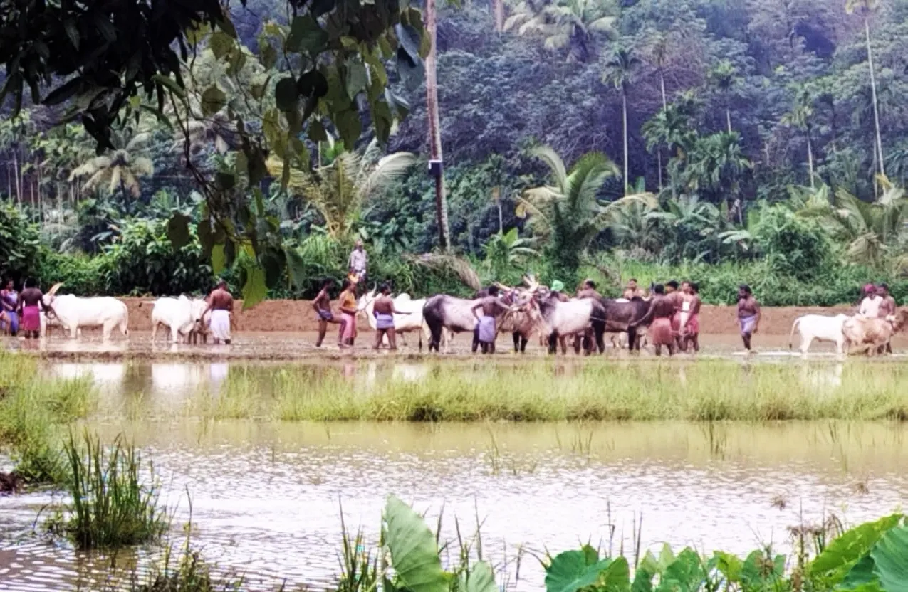 Why Were 20 Individuals Booked for an Illegal Bull Race in Thiruvananthapuram?