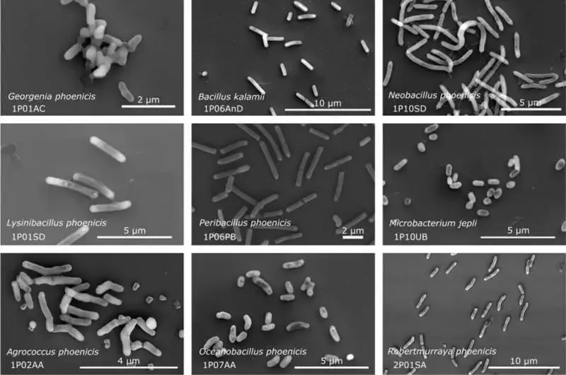 What Do 26 New Bacterial Species Discovered in NASA Cleanrooms Reveal About Space Survival?