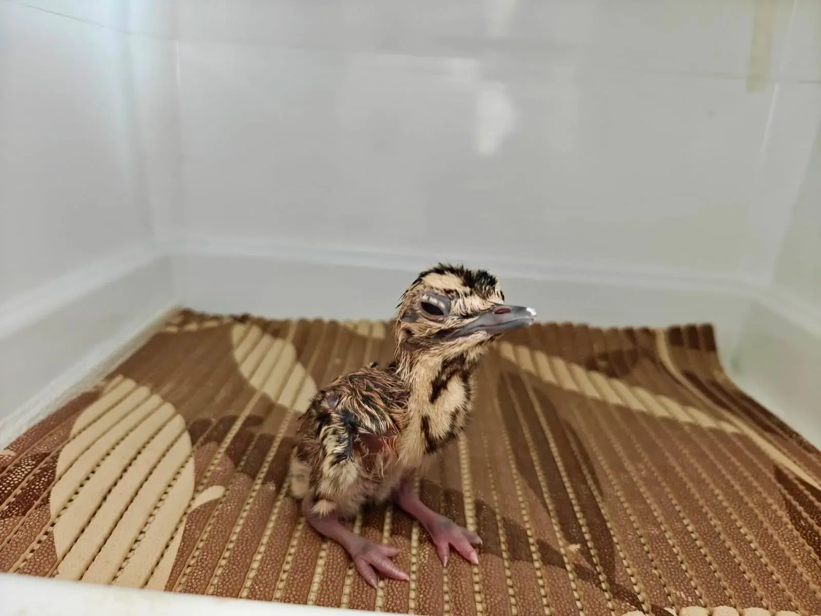 Project Great Indian Bustard adds 3 chicks, captive stock reaches 94 birds