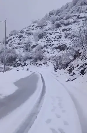 42 Workers Trapped in Avalanche in Uttarakhand; Extensive Rescue Efforts Underway
