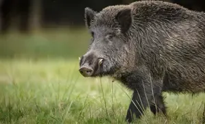 What Happened in Tral Town with the Wild Boar Attack?