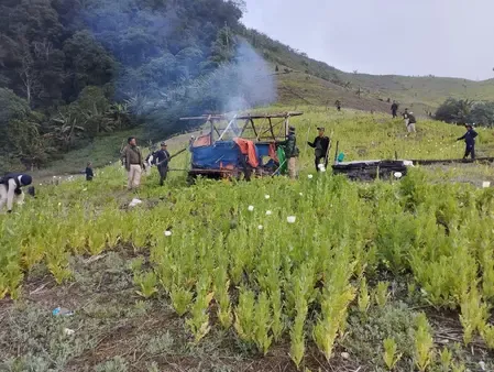 Have Four Militants Been Arrested in Manipur and 41 Acres of Illegal Poppy Cultivation Destroyed?