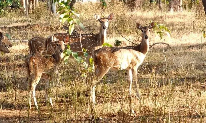 Gujarat releases 50 spotted deer in Surat forests to curb human-wildlife conflict