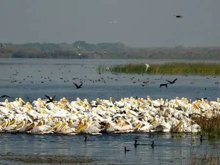 How Did 52,400 Visitors Cement Khijadia’s Place in Gujarat’s Eco-Tourism Map?