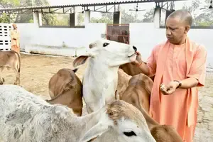 यूपी में गो-आश्रय स्थलों की निगरानी हुई हाईटेक, 5446 गो-आश्रय स्थलों में लगाए गए 7592 सीसीटीवी कैमरे