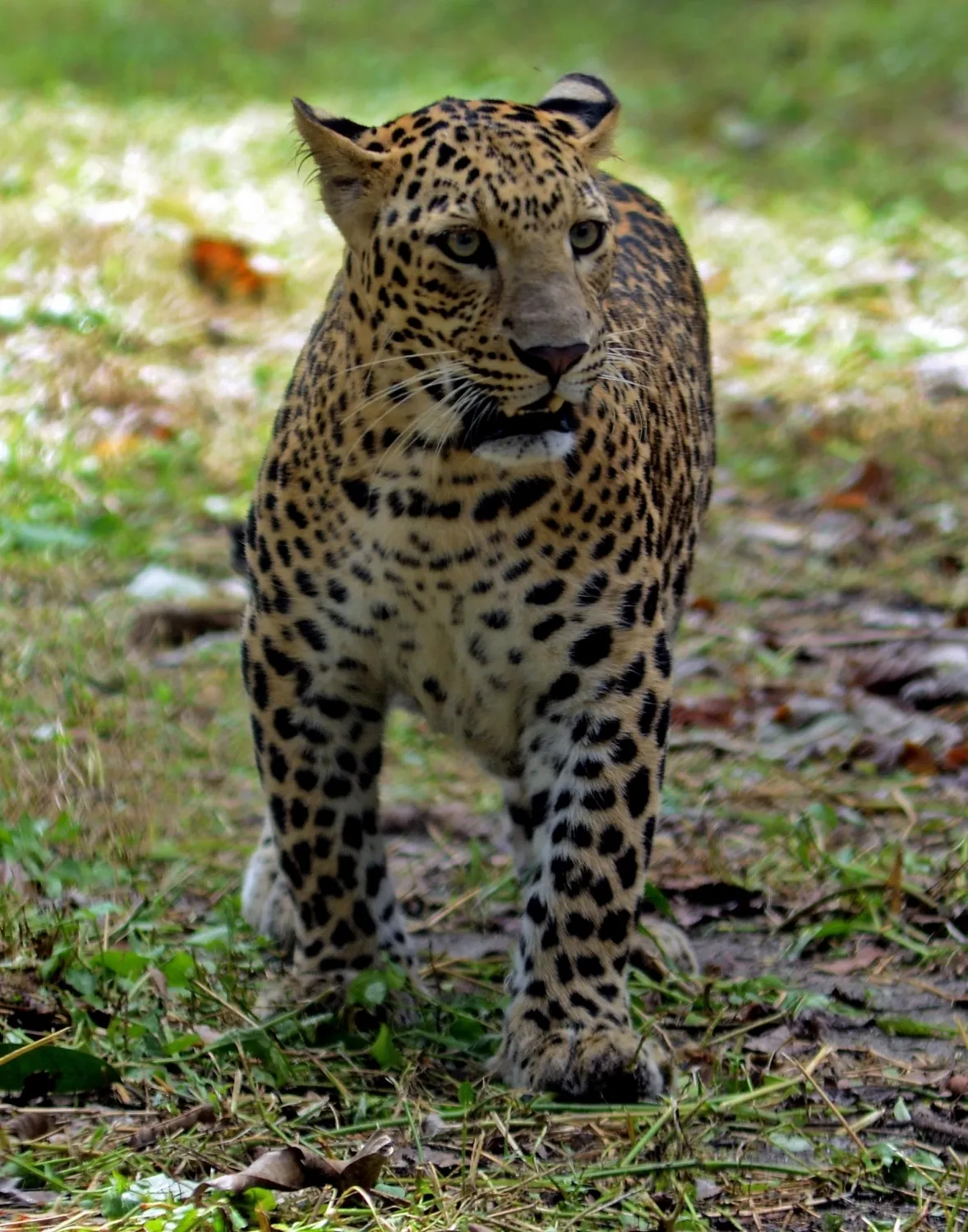 Are There Really 54 Leopards in Mumbai's Forests?