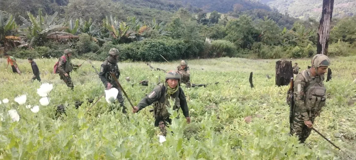 How Much Poppy Cultivation Has Been Destroyed in Manipur?