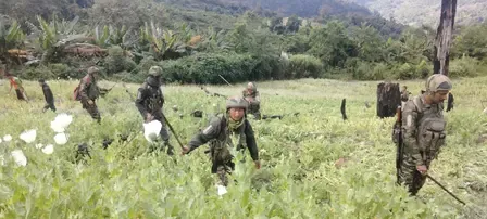 How Much Poppy Cultivation Has Been Destroyed in Manipur?