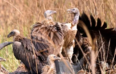 Assam's Groundbreaking Release of Endangered Vultures