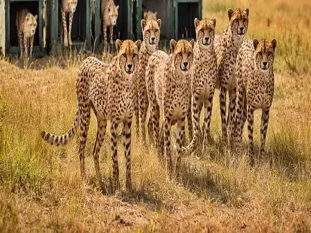 India Welcomes Nine New Cheetahs from Botswana, Focus on Local Cub Population