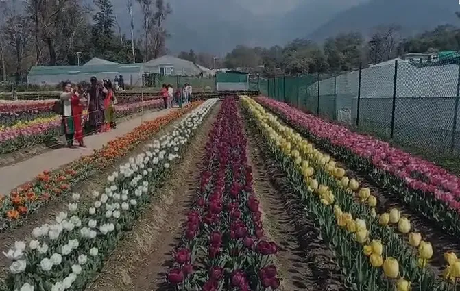 पालमपुर में खुला हिमाचल प्रदेश का अनूठा ट्यूलिप गार्डन, 70 हजार से अधिक पर्यटक आए