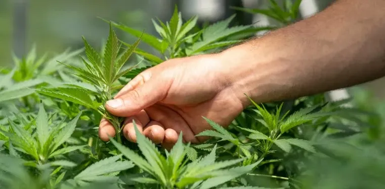 Did Himachal Pradesh Police Dismantle 70 Lakh Cannabis Plants?