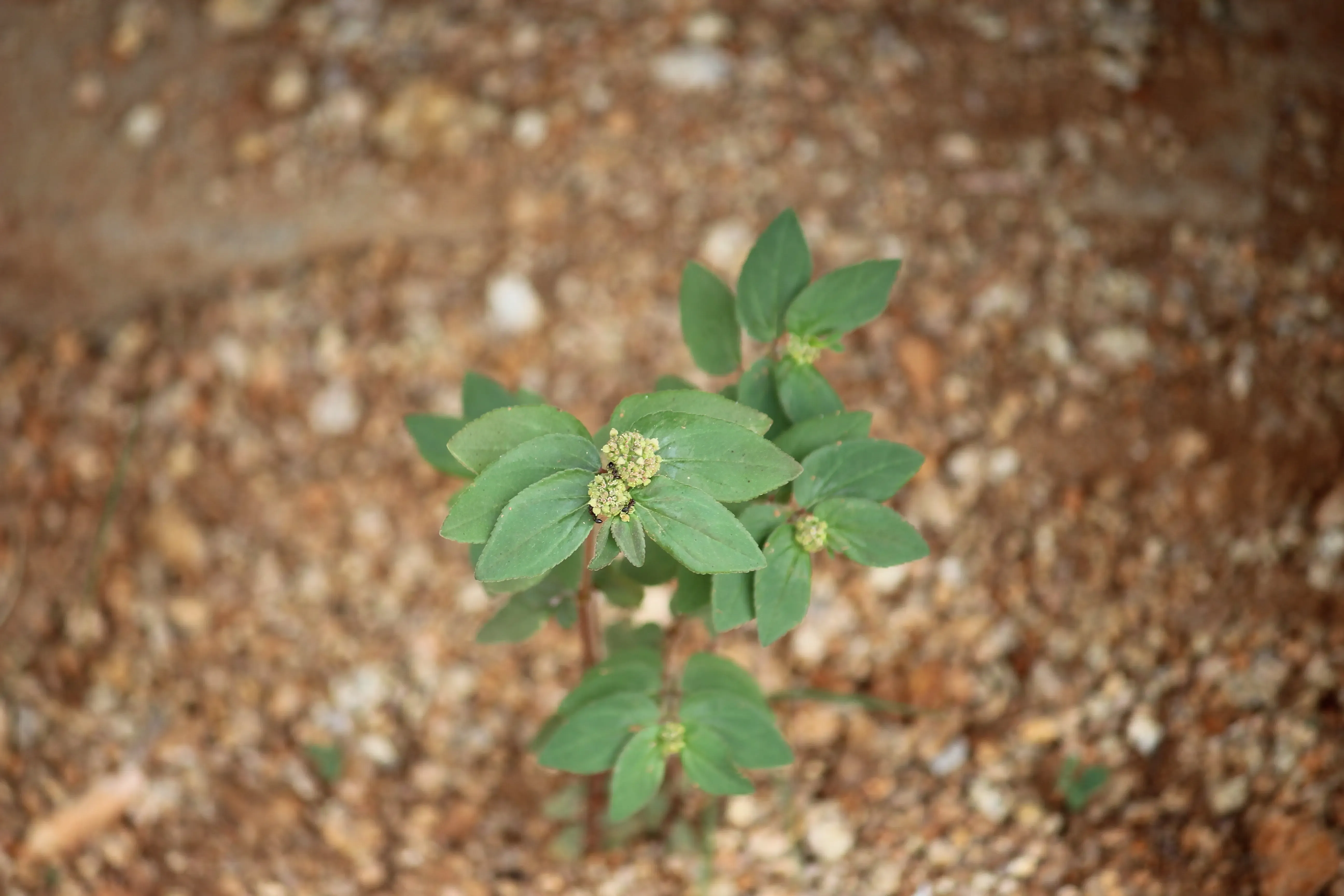 क्या 'बड़ी दूधी घास' में छुपे हैं अनेक औषधीय गुण?