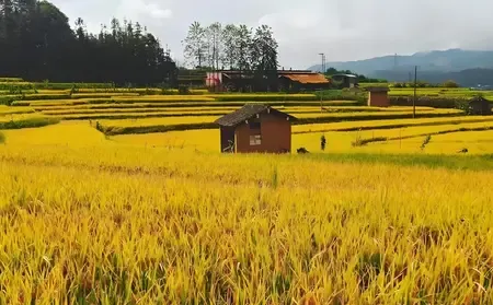 चीन में खरीफ फसल की स्थिति सामान्य से अच्छी है : चीनी कृषि मंत्रालय