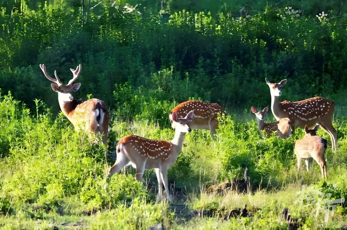 क्या चीन के 34 प्रकृति रिजर्व विश्व जैवमंडल रिजर्व बन गए हैं?