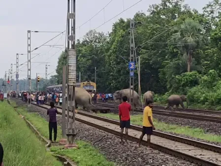 झारखंड-बंगाल ‘एलिफेंट कॉरिडोर’ बना हाथियों के लिए मौत का गलियारा, 45 दिन में 7 की मौत 
