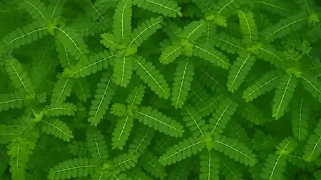 त्वचा में निखार तो बालों को घना-काला बनाता है भूमि आंवला 