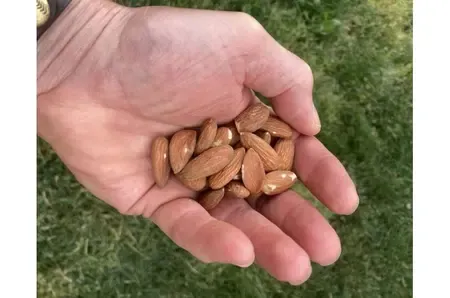 A handful of almonds daily can help you fight metabolic syndrome