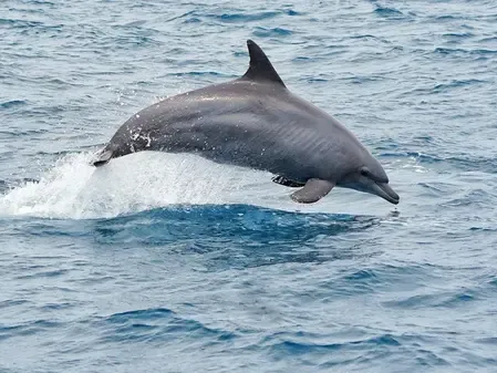 Is Acoustic Technology Poised to Revolutionize Marine Mammal Research in India?