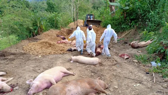 How Did the African Swine Fever Outbreak in Mizoram Lead to Rs 115 Crore Loss in 2025?