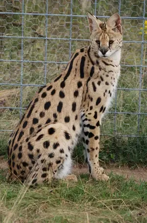 BSF Saves African Wild Cat from Smugglers at India-Bangladesh Border