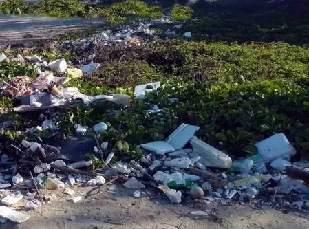 What Actions Are Being Taken After Plastic Was Discovered in a Deceased Elephant in TN?