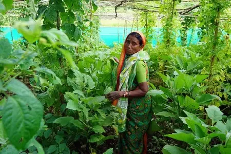 Empowering Tribal Women in Central India Through Agroecological Homesteads