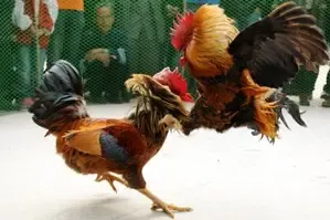 Why Should Citizens Avoid Participating in Cockfighting During Makar Sankranti?