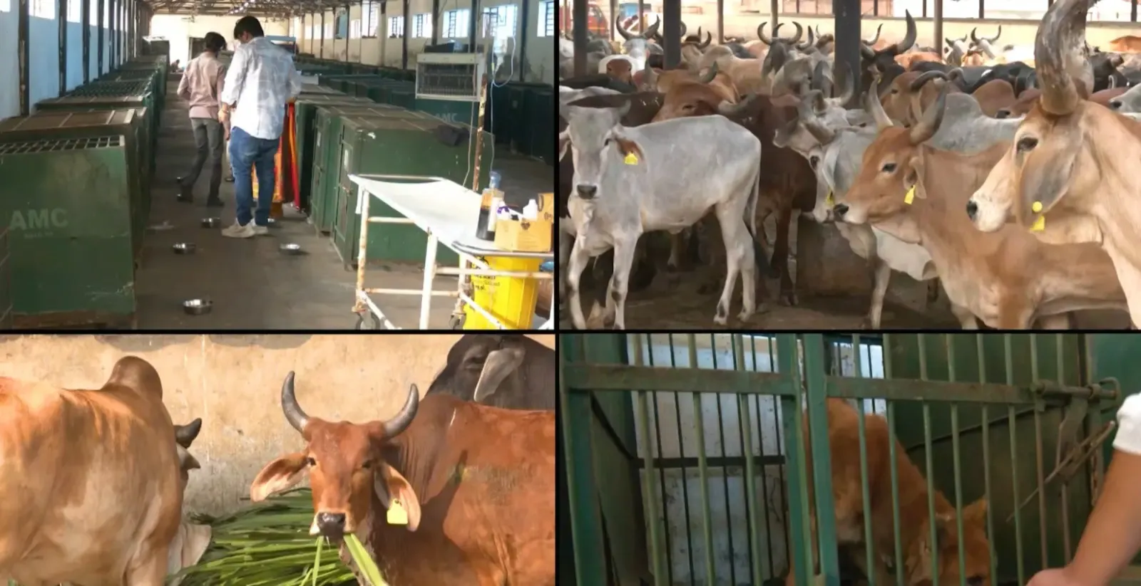 अहमदाबाद नगर निगम की अभिनव पहल: फीडिंग स्पॉट्स और एआई तकनीक से शहर की सफाई