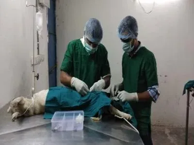 Ahmedabad hits 89% stray dog sterilisation under rabies control drive
