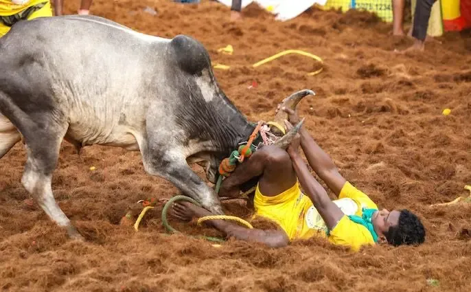 What’s Happening at Alanganallur Jallikattu Amidst Grand Celebrations in Madurai?