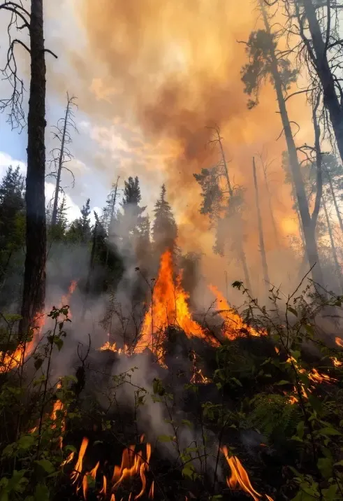 क्या अल्मोड़ा में गोलू मंदिर के पास जंगल में लगी आग पर फायर ब्रिगेड ने काबू पाया?
