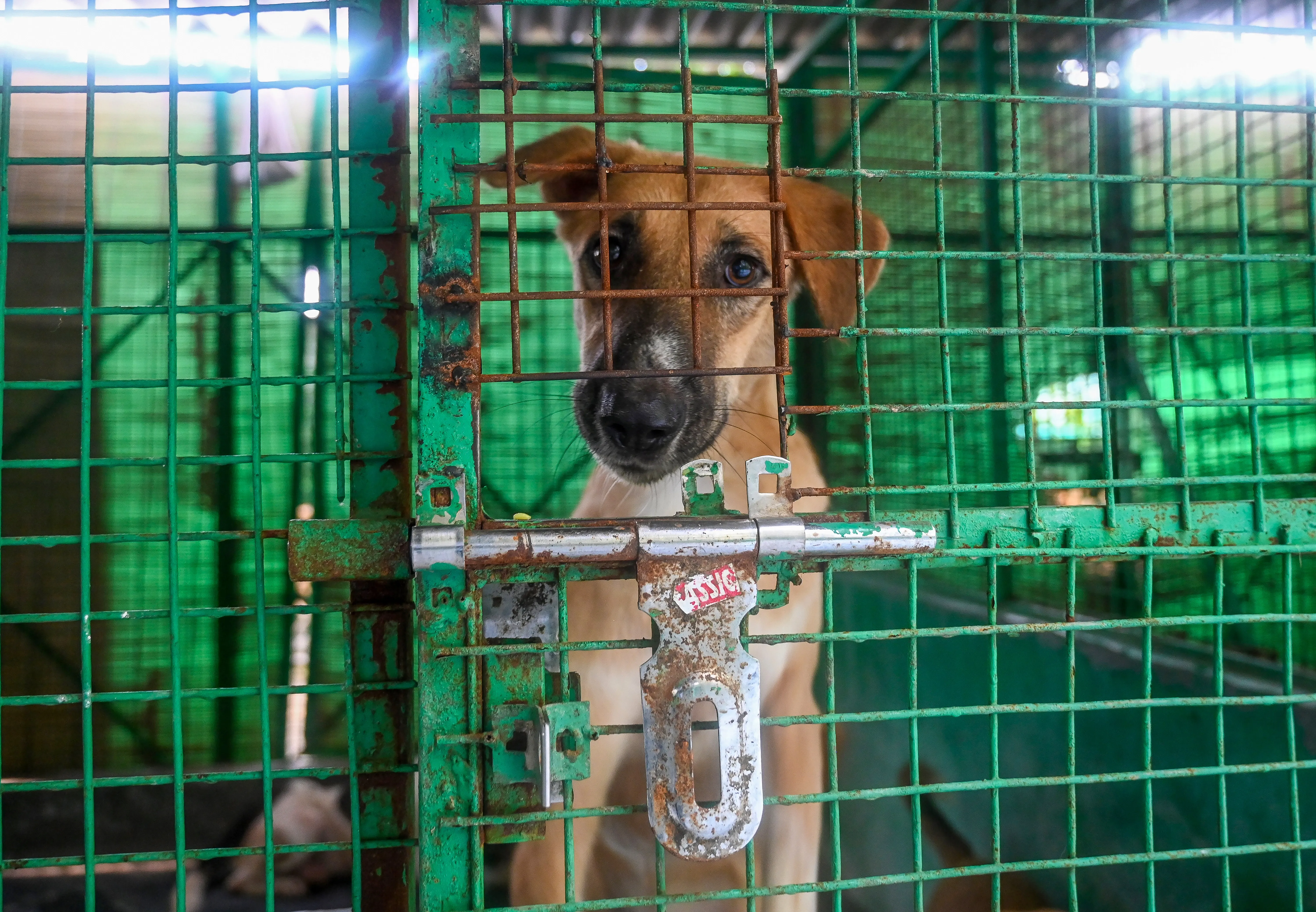 Will the Larger SC Bench Address the Stray Dog Dilemma Today?