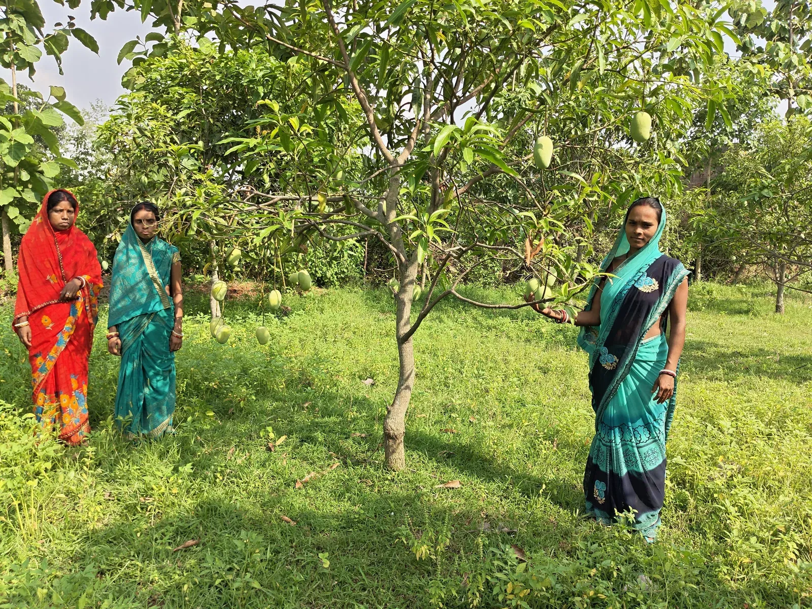 Jharkhand tribal women's Amrapali mangoes reach Dubai via APEDA export push