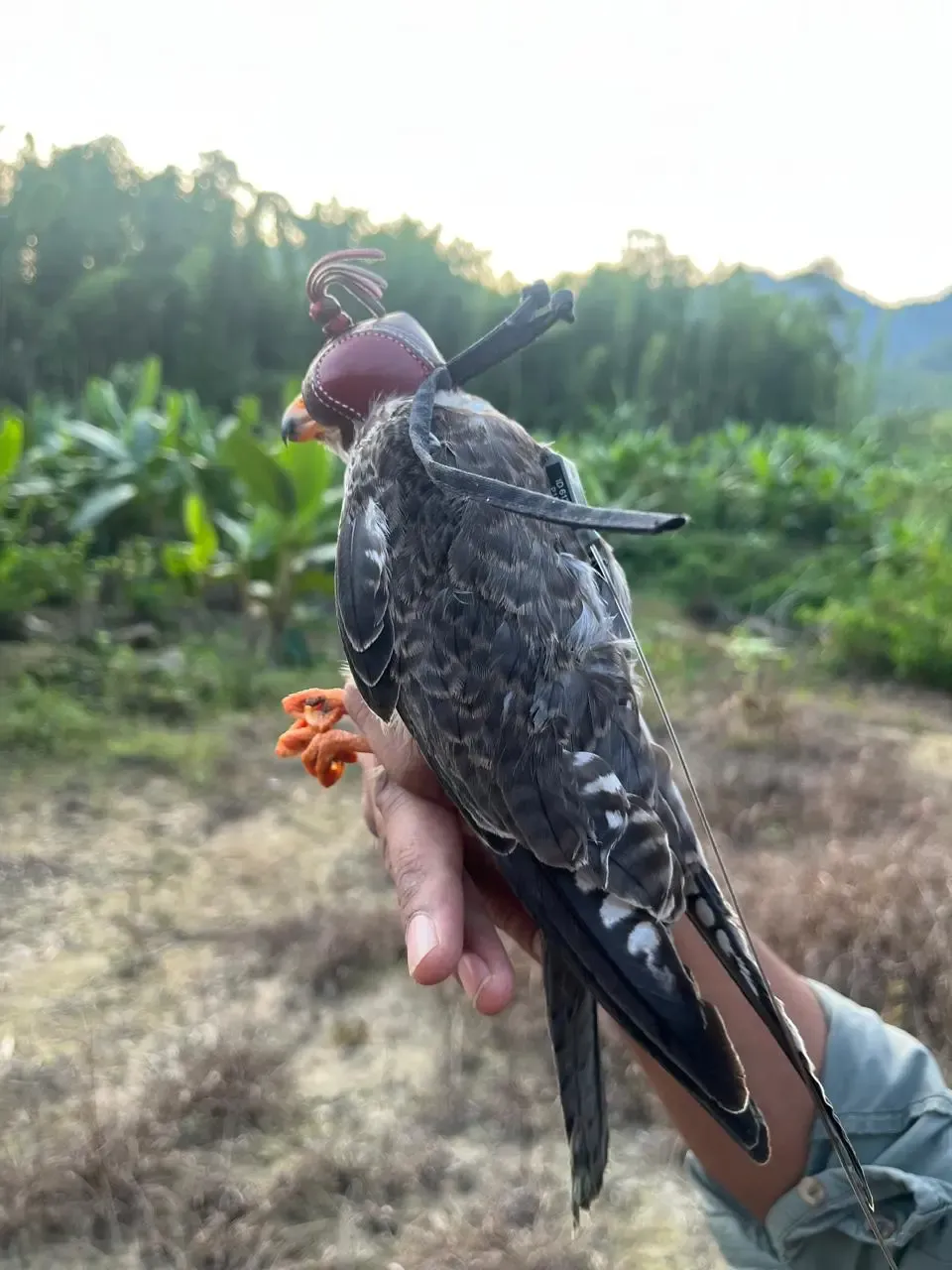 Record Journey: Manipur's Amur Falcons Reach Africa, Tracked in Somalia, Zimbabwe & Botswana