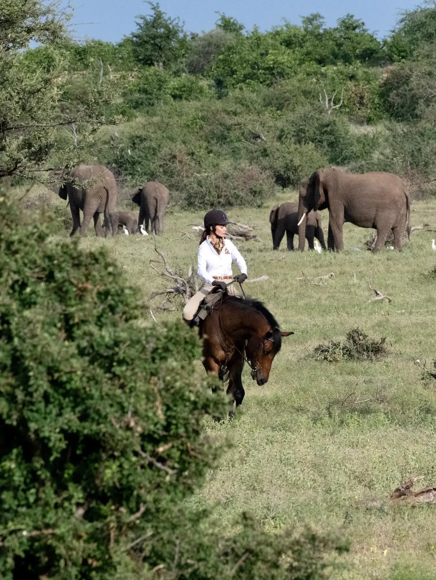 Amy Jackson on World Elephant Day: 'Every animal is a masterpiece of nature'
