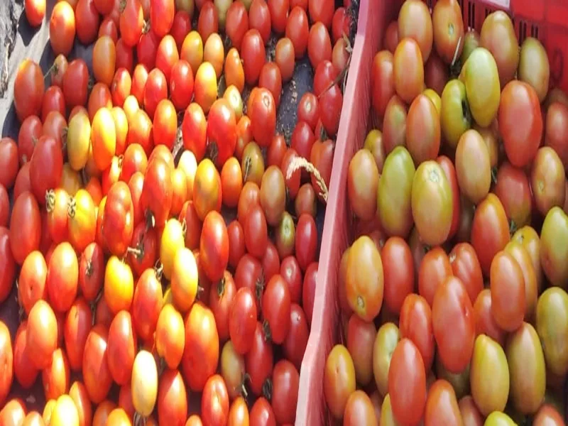 Why Are Andhra Farmers Dumping Tomatoes on the Streets?