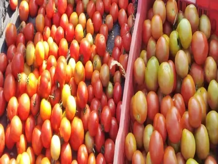 Why Are Andhra Farmers Dumping Tomatoes on the Streets?