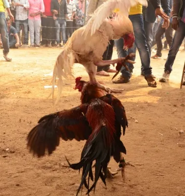 Did an Andhra Man Really Win Rs 1.53 Crore in a Cockfight?