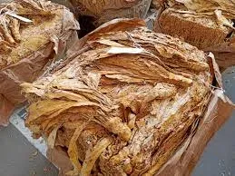Andhra Pradesh to cap FCV tobacco output at 81 mn kg amid surplus crisis