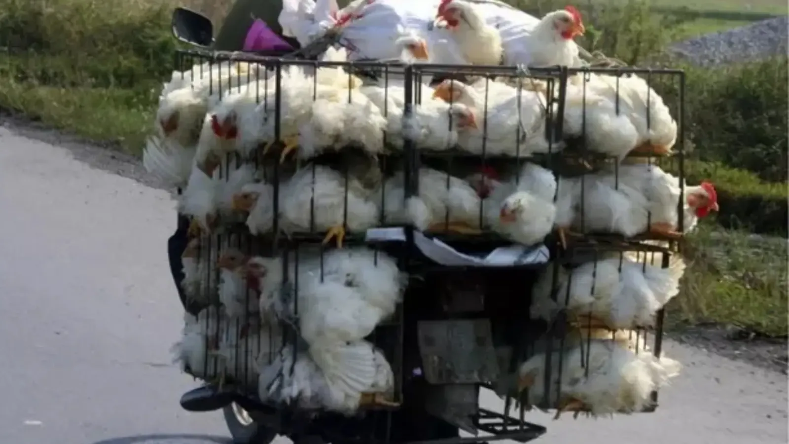 Andhra Pradesh Enforces Chicken Transport Ban Amid Bird Flu Outbreak