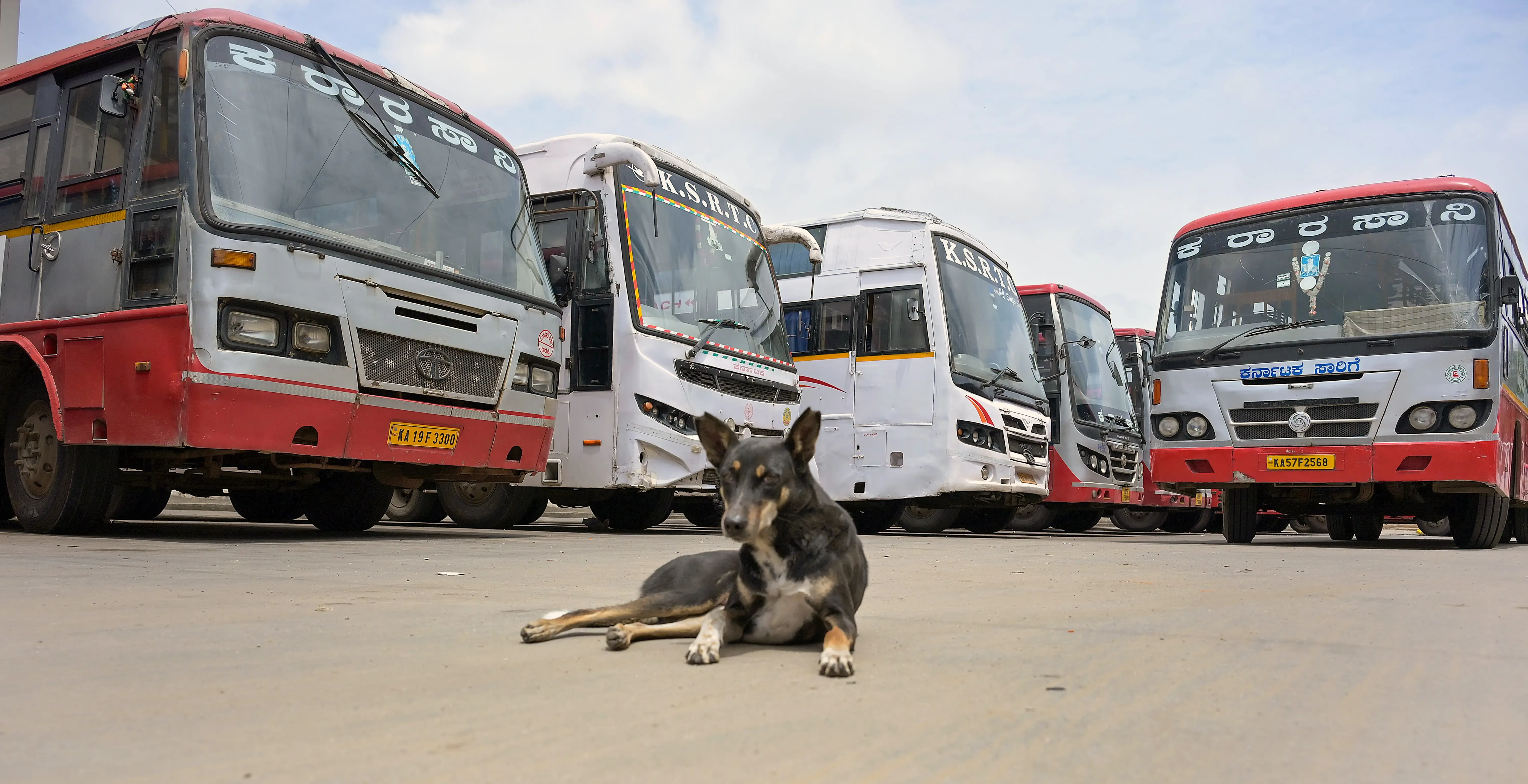 Should Animal Feeders in Tamil Nadu Be Protected from Harassment?