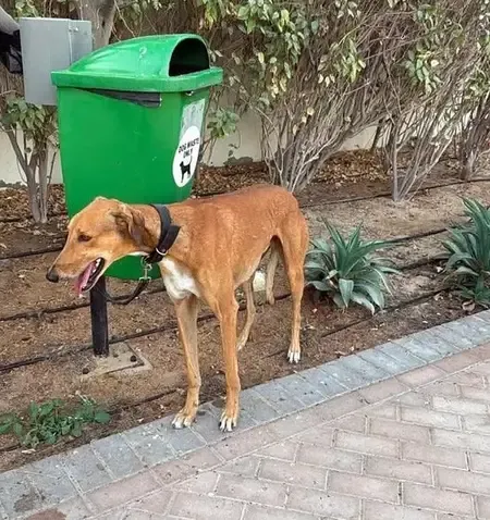 Rising Conflict in West Asia: Dubai Faces Surge in Abandoned Pets